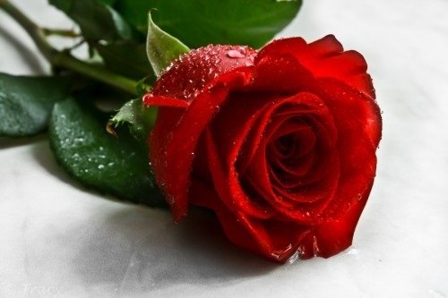 Ngày 8 tháng 3 không hoa hồng chẳng phải hết yêu  Báo Phụ Nữ