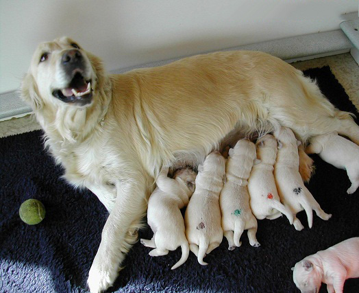 Cách đở đẻ cho chó và chăm sóc chó mẹ sau sinh