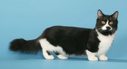 Giống mèo Munchkin – Mèo lùn Munchkin