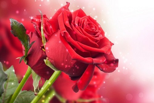 Những hình ảnh hoa hồng đẹp ngọt ngào, lãng mạn