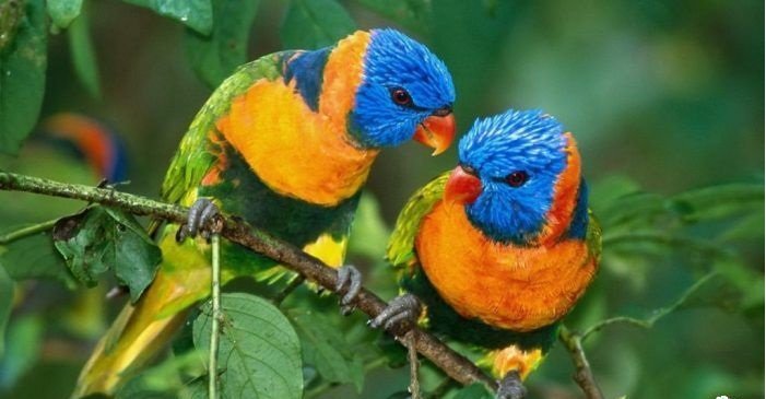 Hình nền đẹp về các loài chim