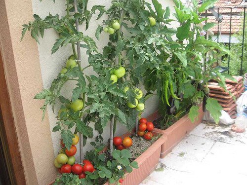 Cách trồng cà chua nhanh lớn, sai trĩu quả trong thùng xốp, chậu