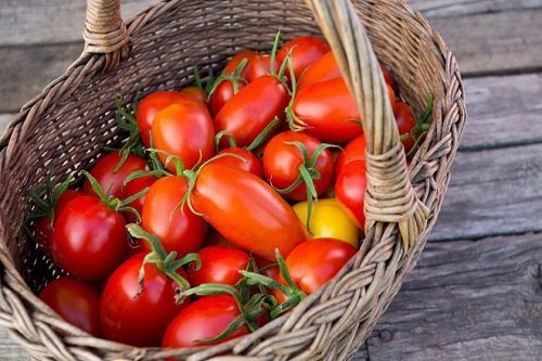 Cách trồng cà chua nhanh lớn, sai trĩu quả trong thùng xốp, chậu