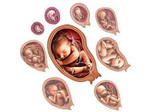 Quá trình phát triển của thai nhi qua từng tuần tuổi