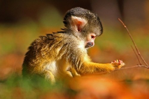 Hình nền con khỉ dễ thương, đáng yêu cho máy tính - Wiki ...