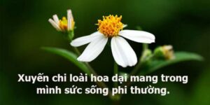 STT Về Hoa Dại, Những Câu Nói Tuyệt Vời Về Hoa Dại Không Tên